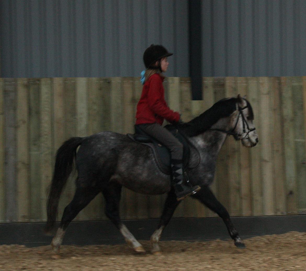 Welsh Pony (sec B) Romeo - SOLGT billede 15