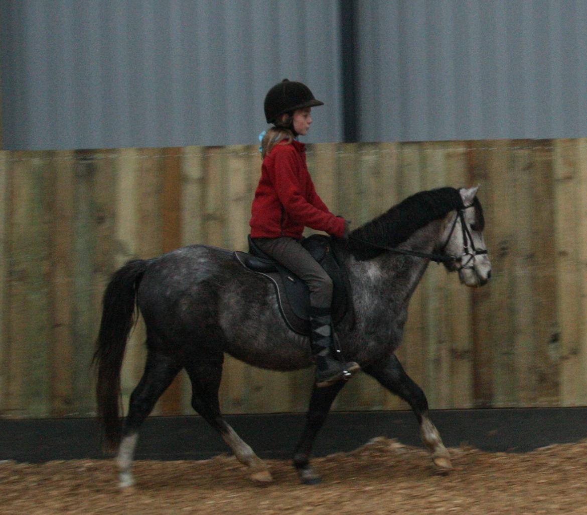 Welsh Pony (sec B) Romeo - SOLGT billede 16