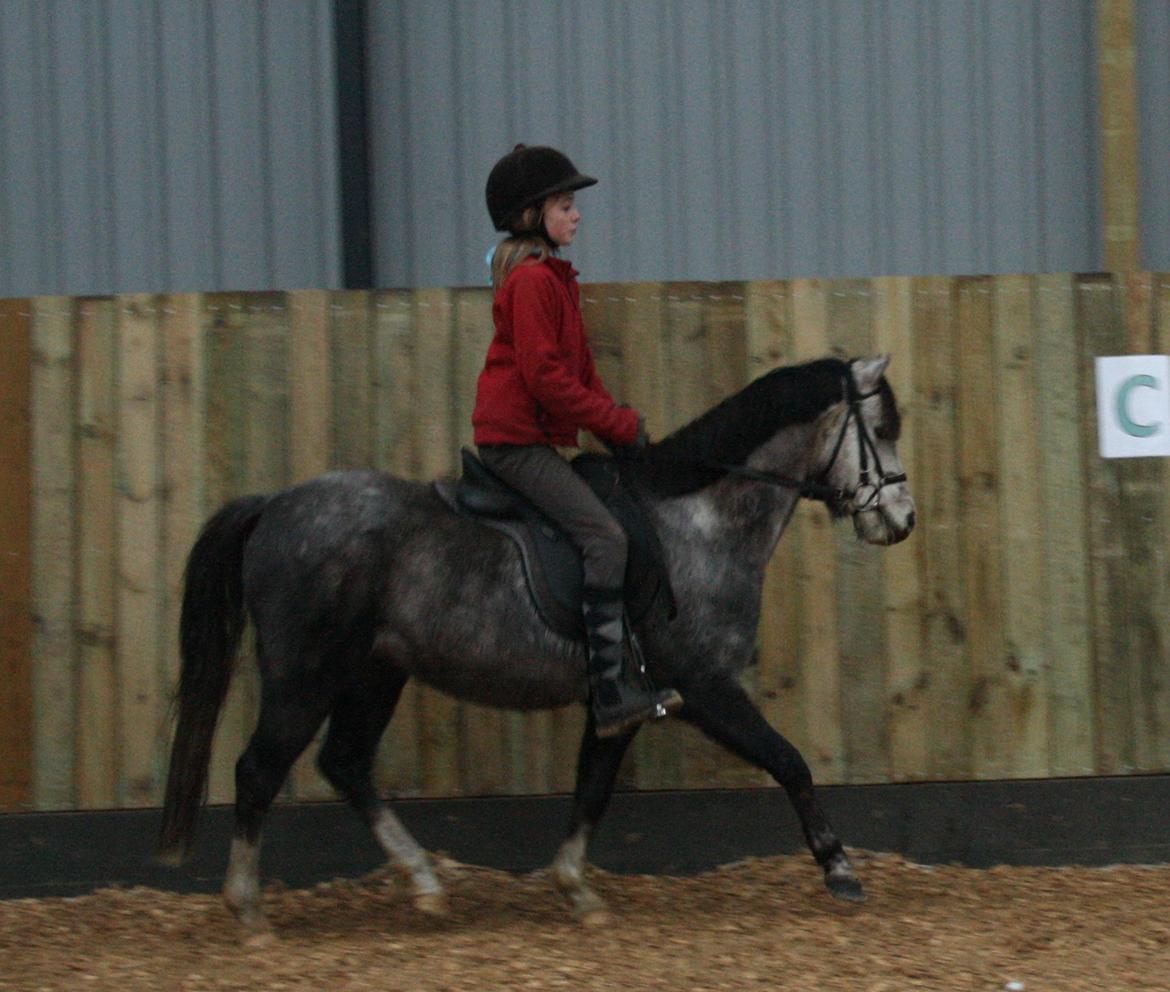 Welsh Pony (sec B) Romeo - SOLGT billede 19