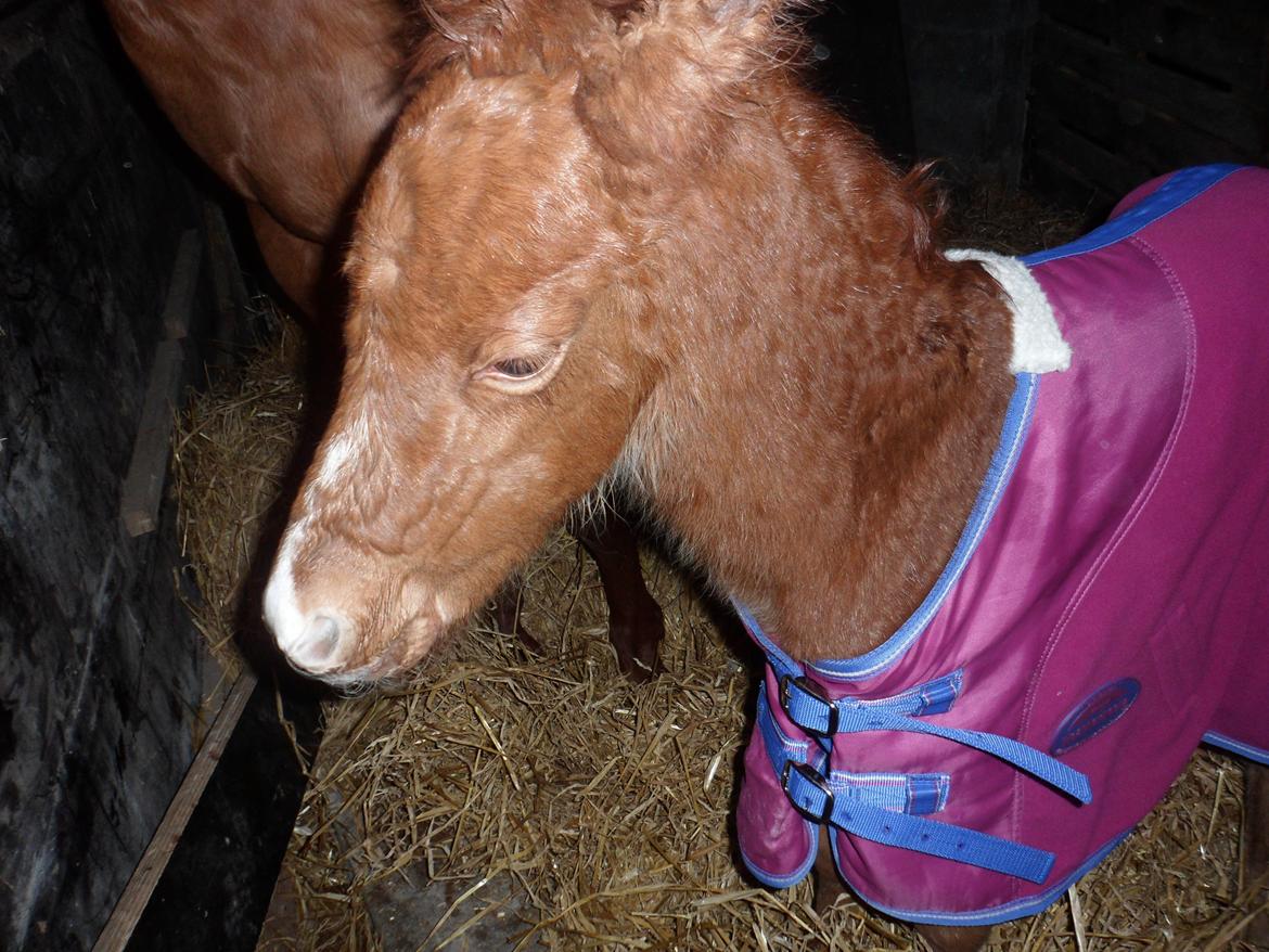 Anden særlig race Winther billede 2