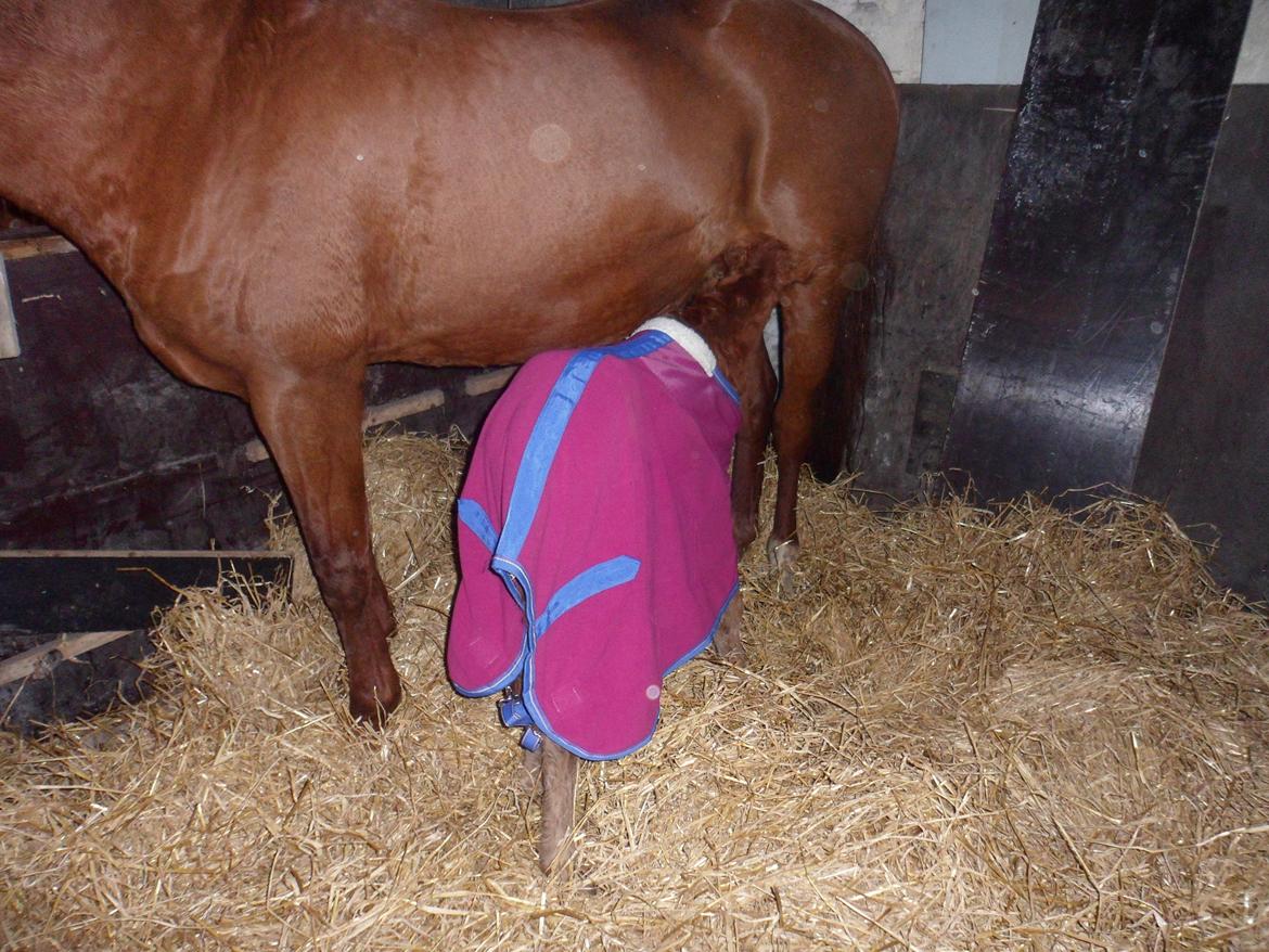 Anden særlig race Winther billede 3