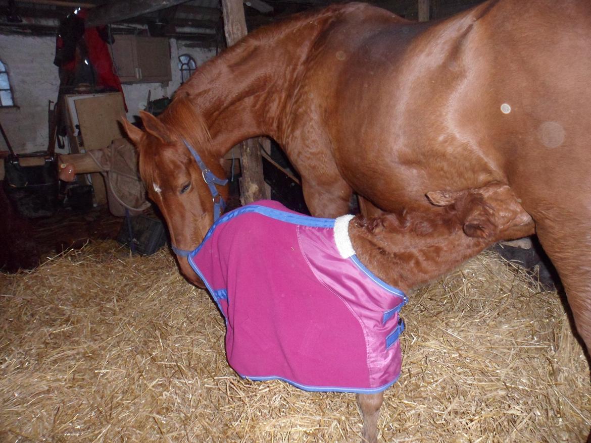 Anden særlig race Winther billede 5