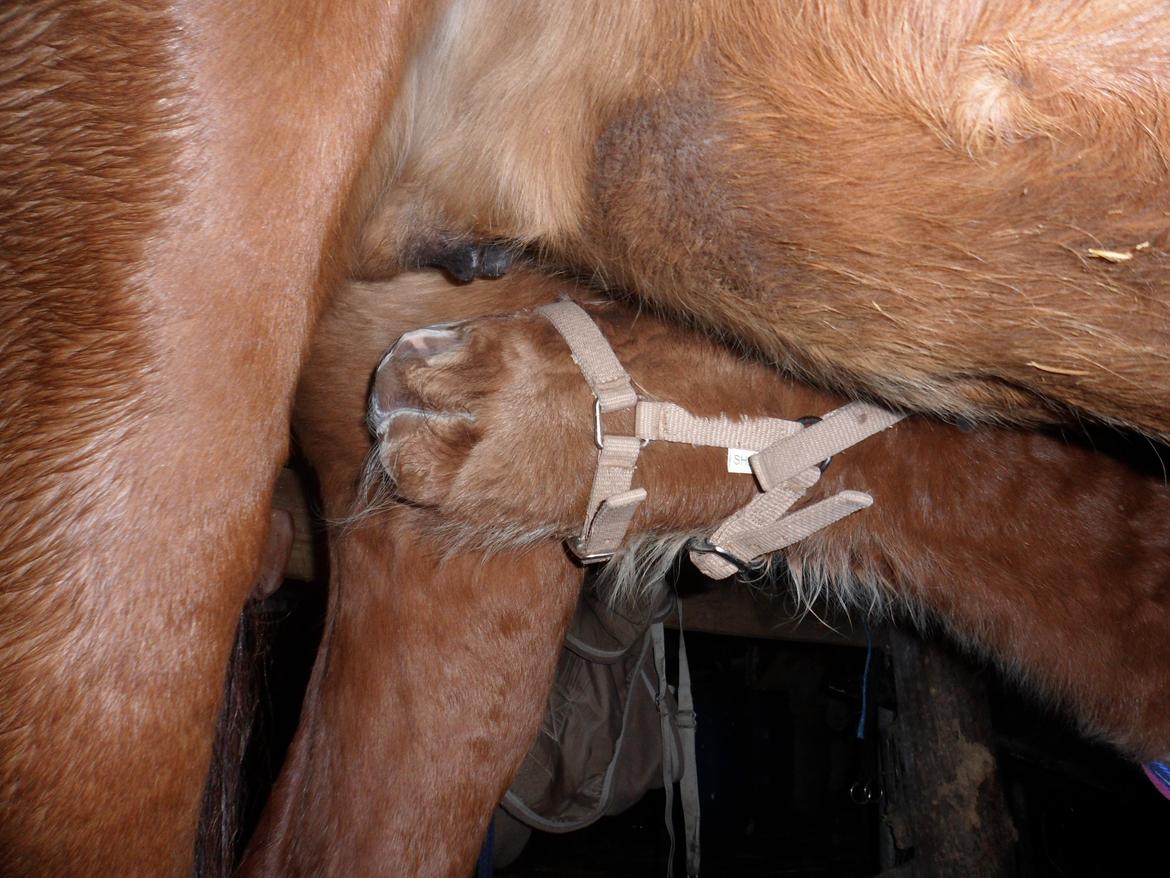 Anden særlig race Winther billede 6