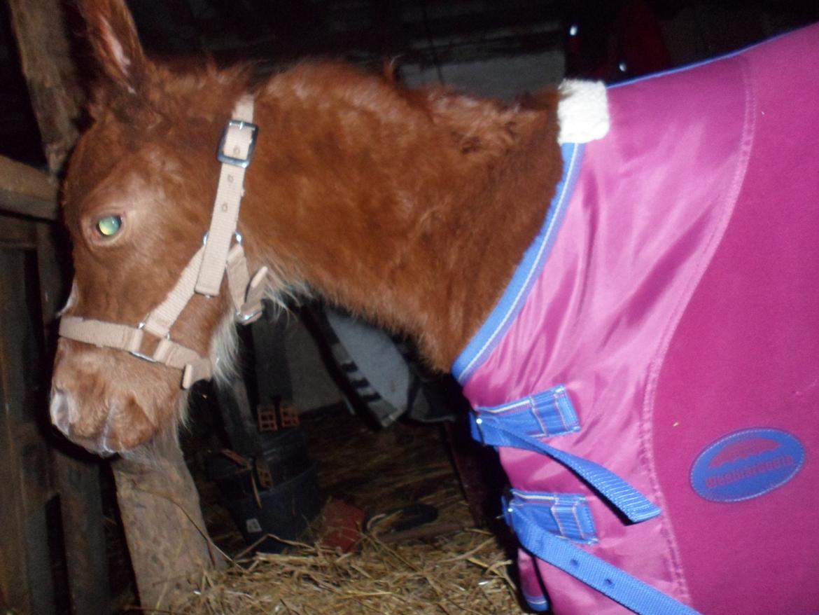 Anden særlig race Winther billede 7