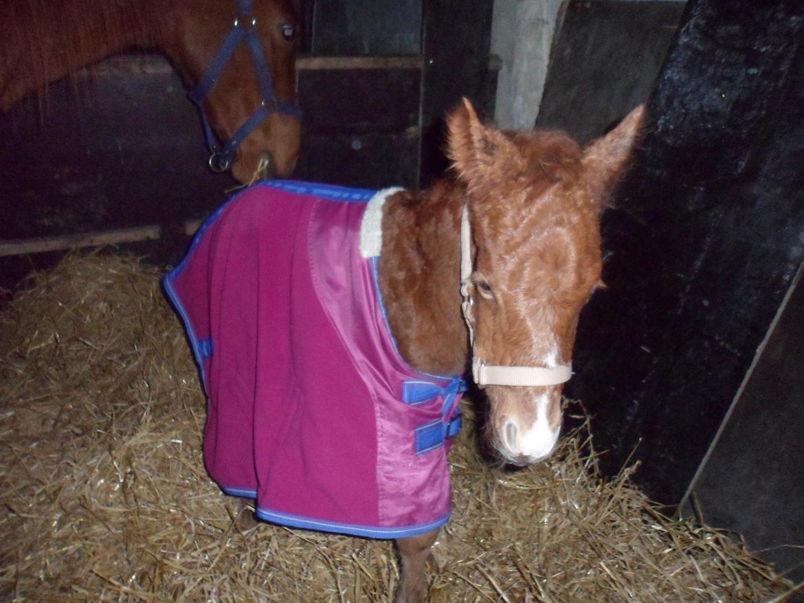 Anden særlig race Winther billede 8