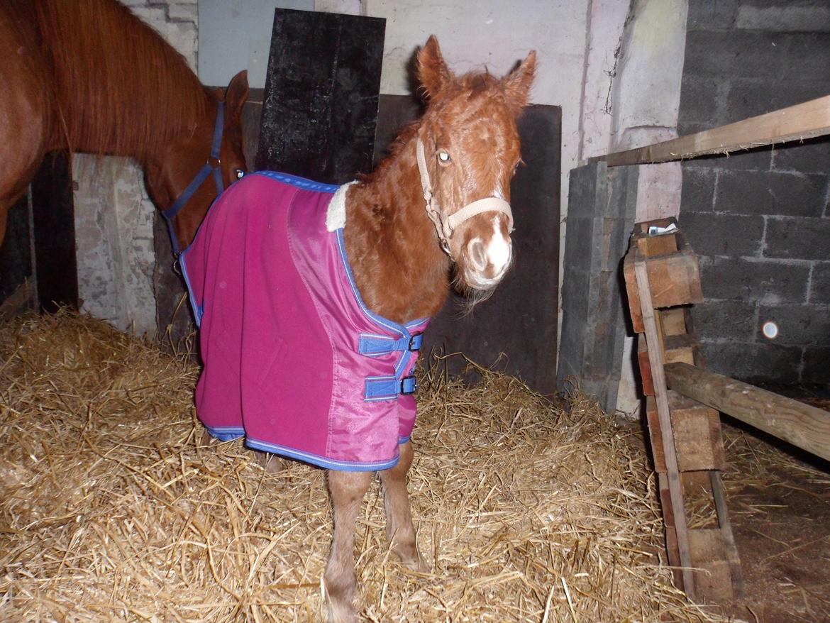 Anden særlig race Winther billede 9