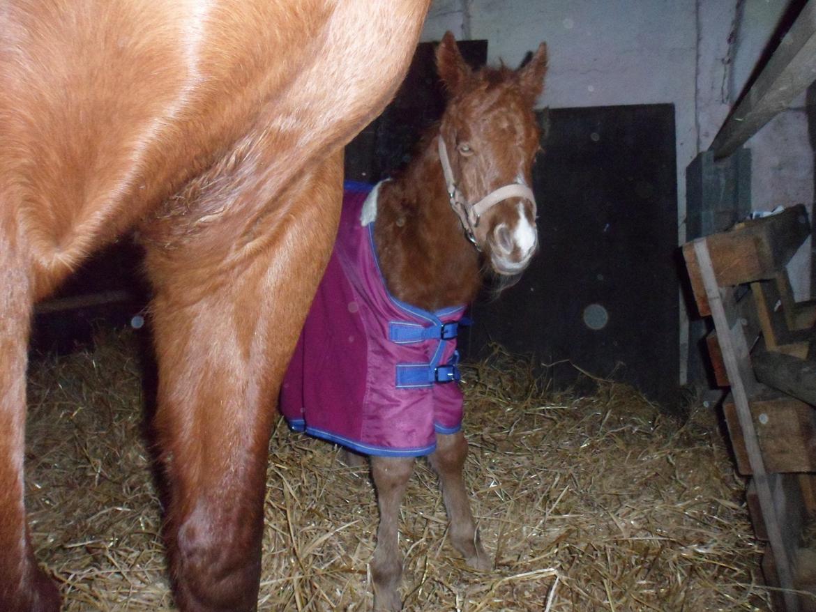 Anden særlig race Winther billede 10