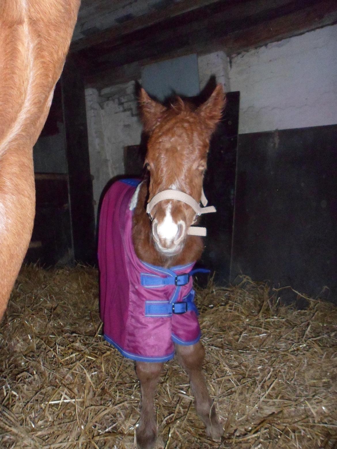 Anden særlig race Winther billede 11
