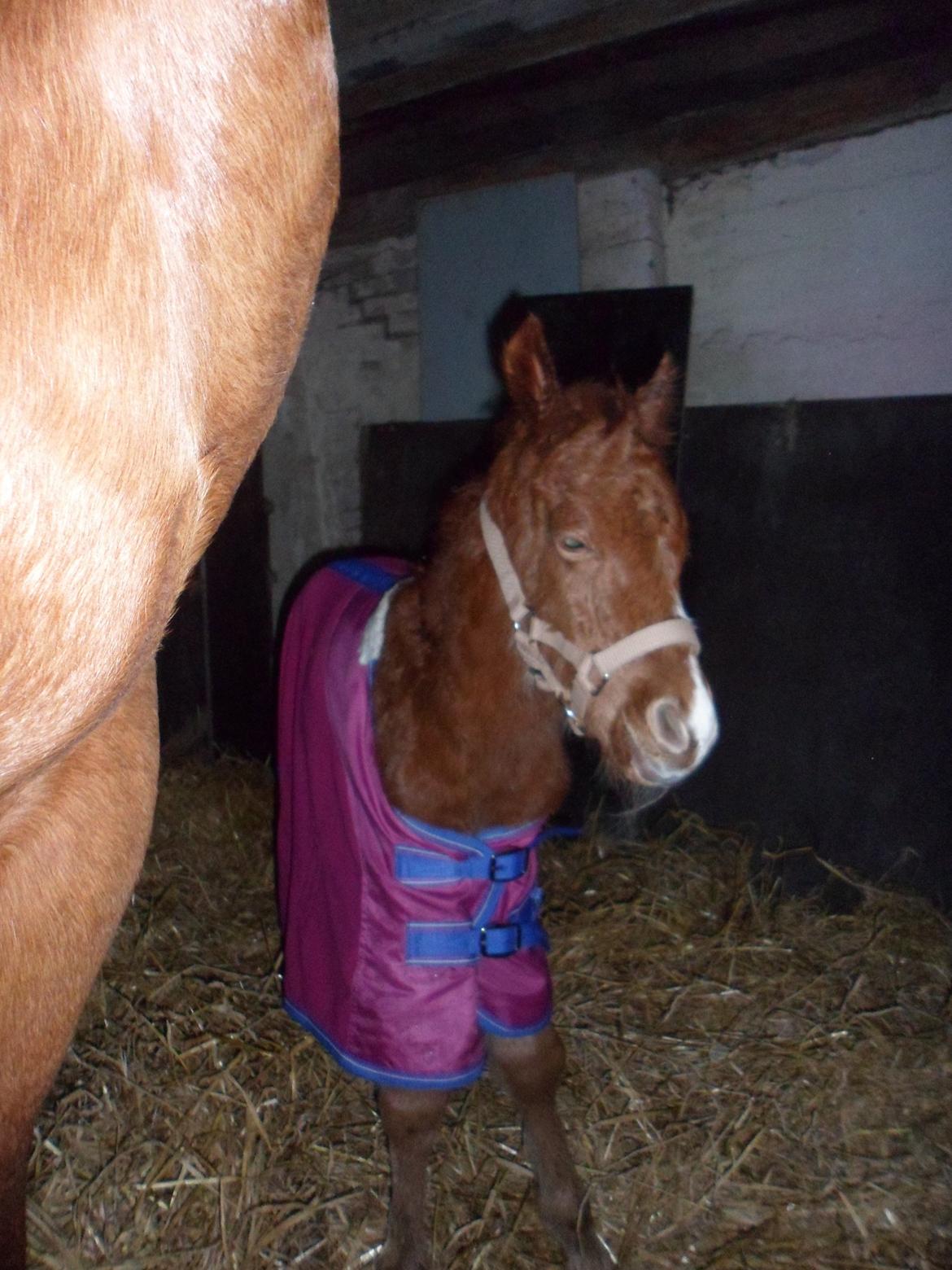 Anden særlig race Winther billede 12