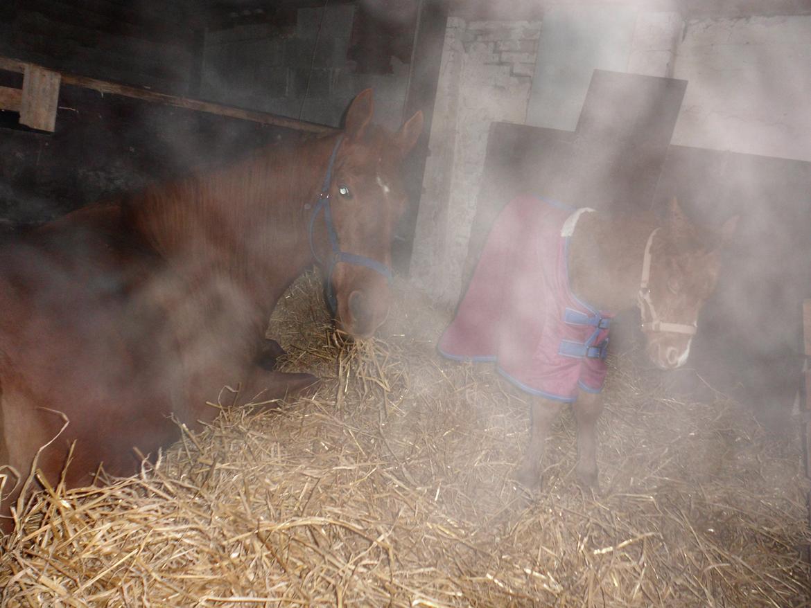 Anden særlig race Winther billede 13