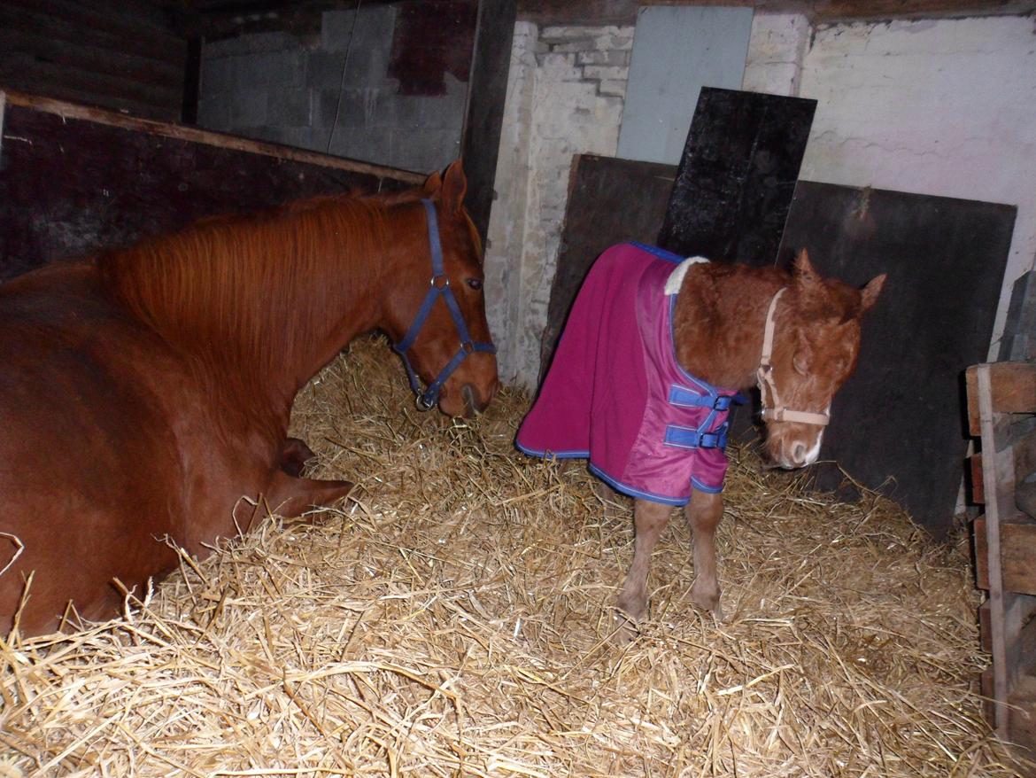 Anden særlig race Winther billede 14