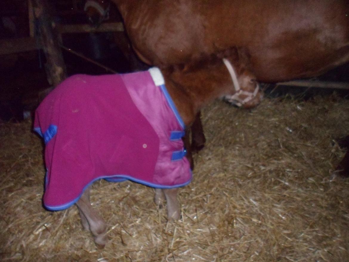 Anden særlig race Winther billede 15