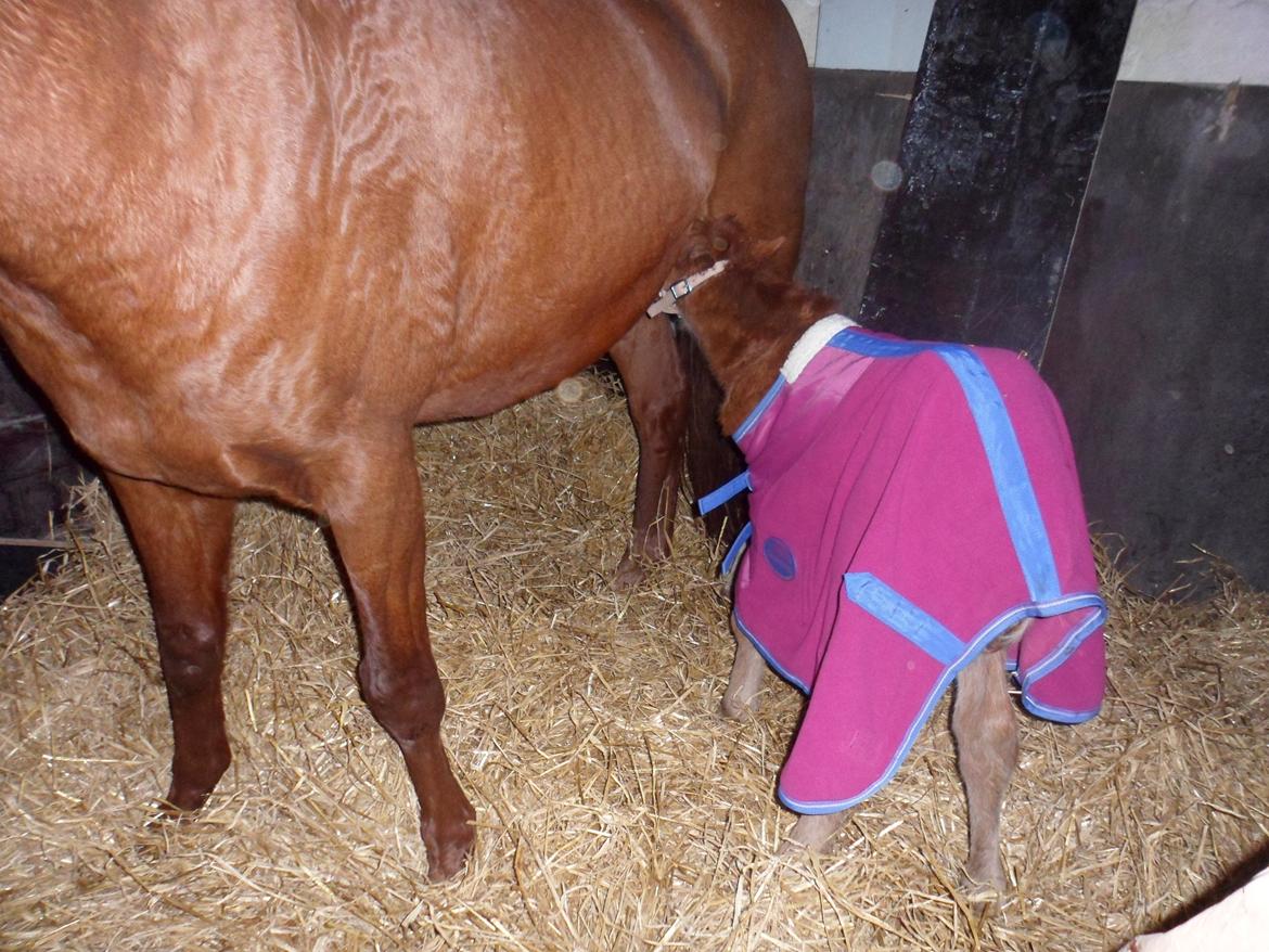 Anden særlig race Winther billede 16