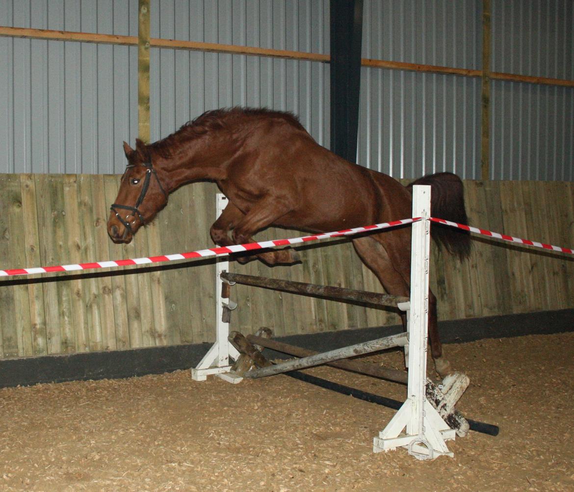 Dansk Varmblod Zelina Z - dec. 2012 billede 20