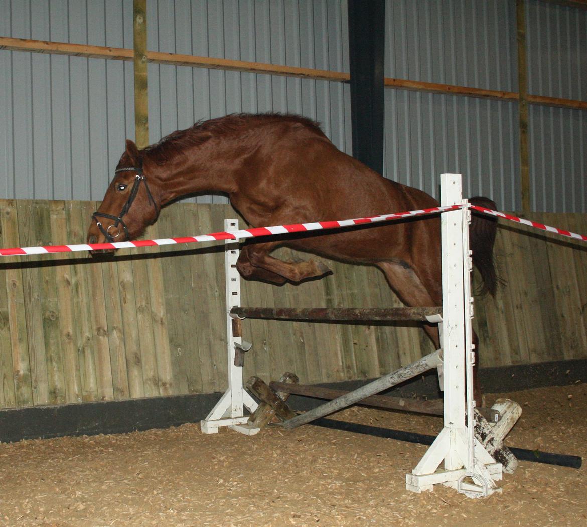 Dansk Varmblod Zelina Z - dec. 2012 billede 21