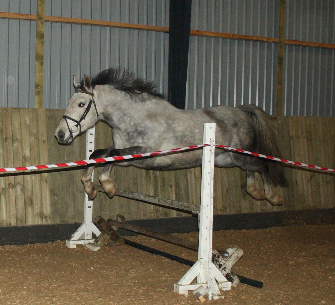 Anden særlig race Zera - Zera glemmer helt at tage et galopspring mellem springene og springer det sidste spring direkte efter landing... billede 21