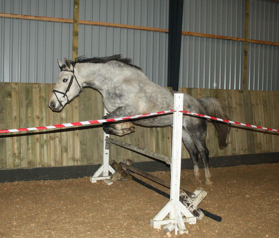 Anden særlig race Zera billede 22