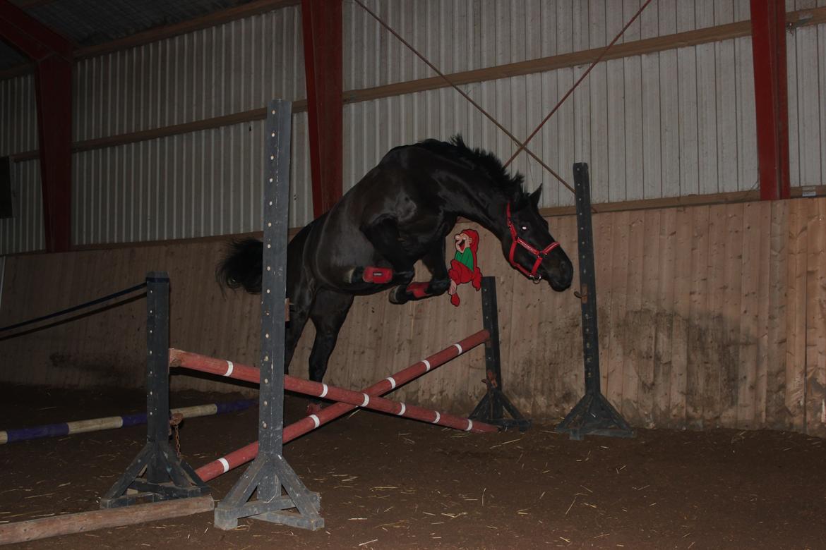 Trakehner Ranette - Prinsesse Nette :-* - haha! Derfor vi kalder hende "rejen!" ... Kæft hun er en sjov hest!! :p  billede 17