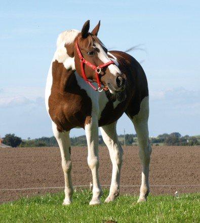 Pinto Dominique - My love will follow you stay with you Baby you're never alone<3 billede 2