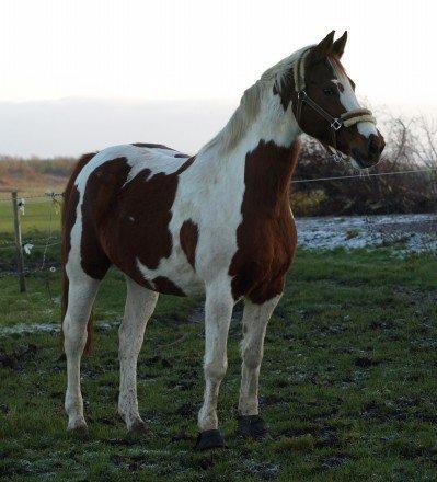 Pinto Dominique - Livet handler ikke om at finde en man kan leve med, men en man ikke kan leve uden!<3 billede 7