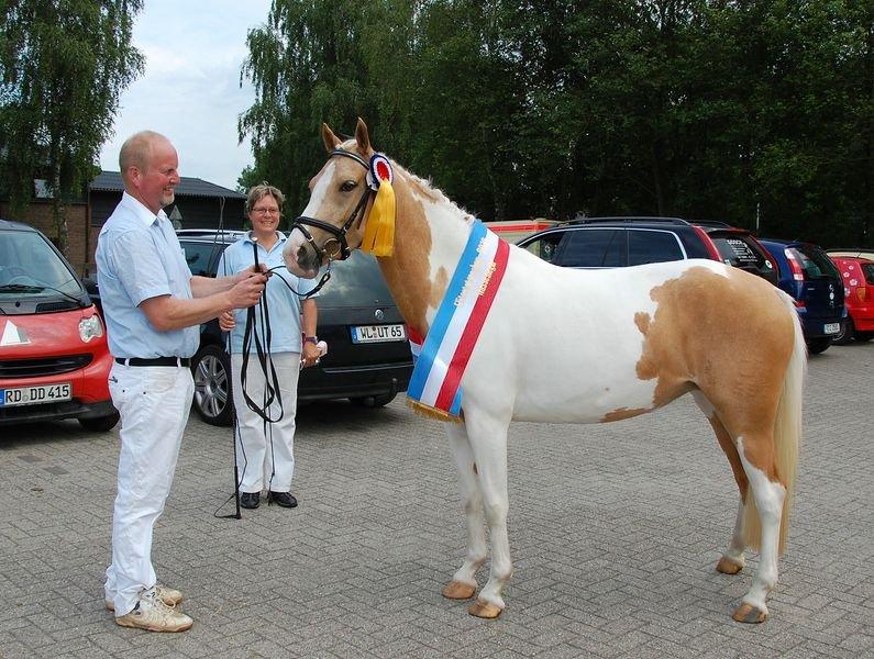 Pinto SHE DE LUXE HØJGÅRD - Elitehoppeskuet 2012 i Tyskland.
Vandt titlen: "Rassesieger 2012" (bedste pinto hoppe 2012).  billede 13