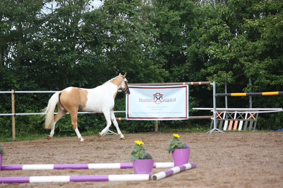 Pinto SHE DE LUXE HØJGÅRD - hoppekåring og følskue 2012 blev afholdt på Stutteri   
Højgård. billede 19