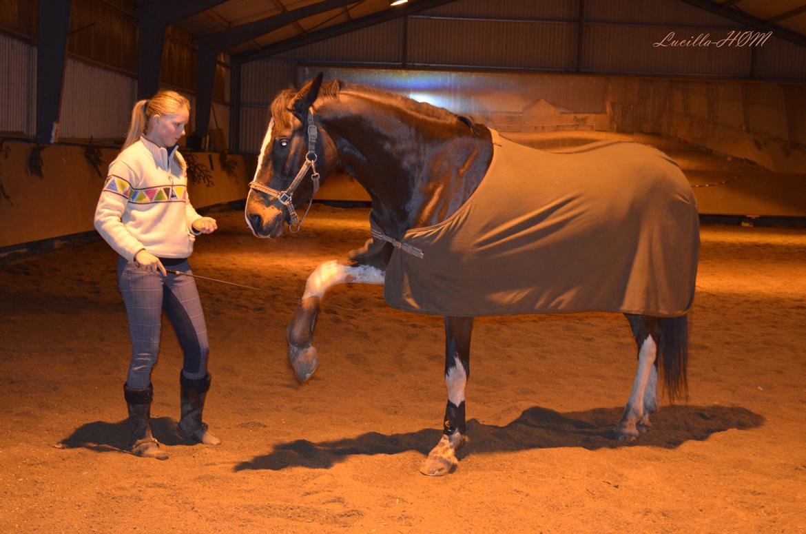 Dansk Varmblod Lucilla-HØM "SOLGT" - Den smukkeste hest 27/12/12 billede 20