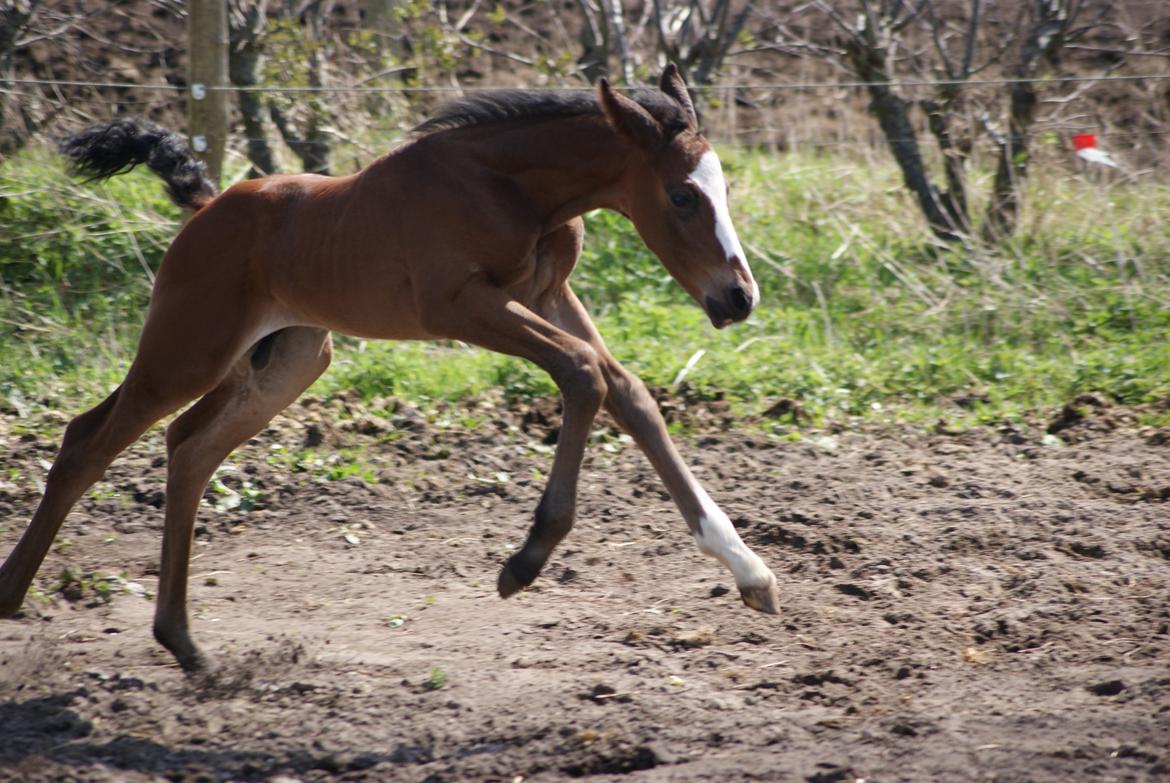 Dansk Varmblod Newfields Daddy Cool - Speeeeeeed billede 4