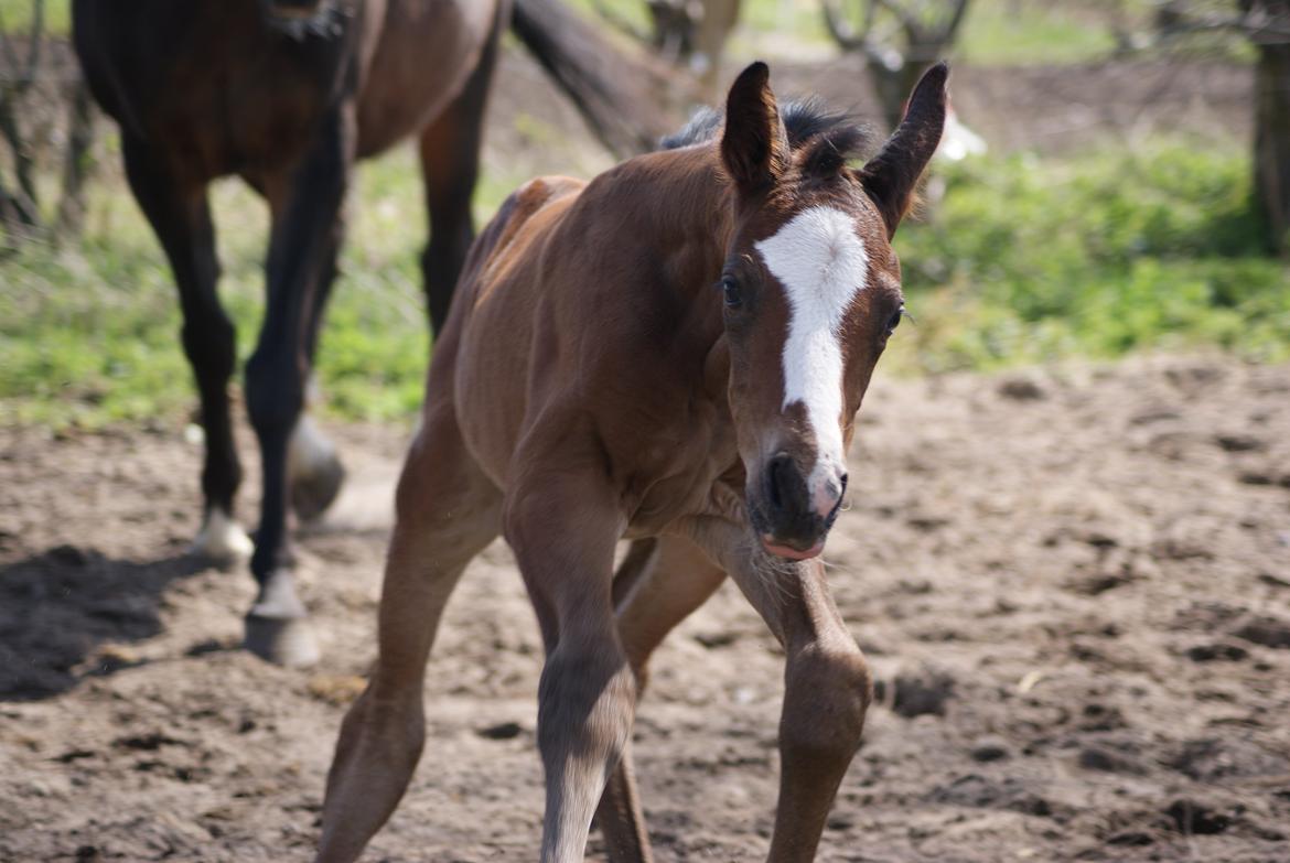 Dansk Varmblod Newfields Daddy Cool billede 1