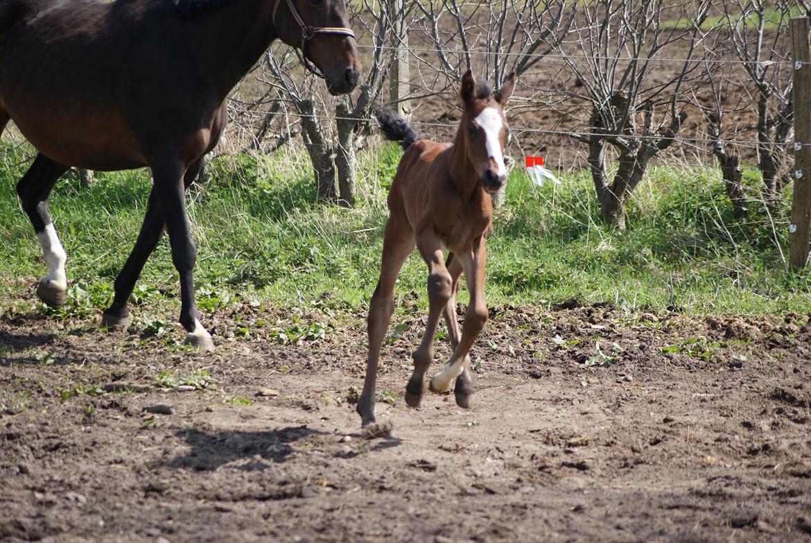 Dansk Varmblod Newfields Daddy Cool billede 6