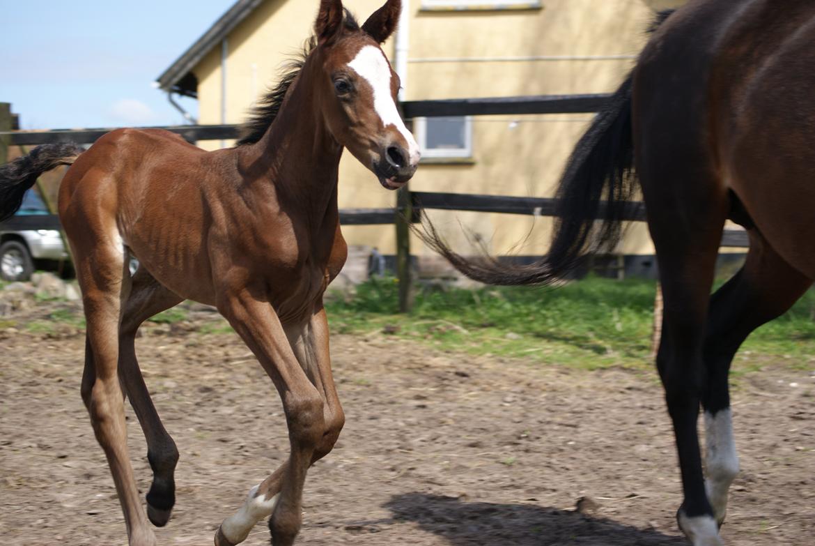 Dansk Varmblod Newfields Daddy Cool billede 8