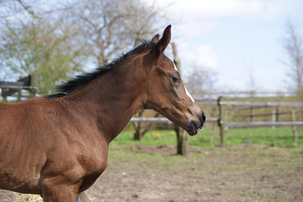 Dansk Varmblod Newfields Daddy Cool billede 9