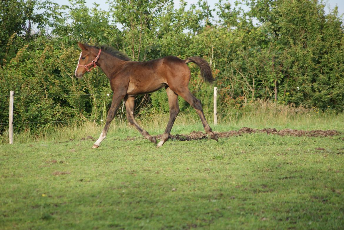 Dansk Varmblod Newfields Daddy Cool billede 11