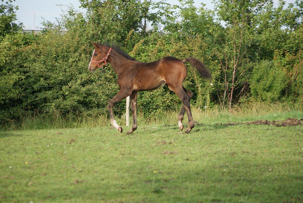 Dansk Varmblod Newfields Daddy Cool billede 13