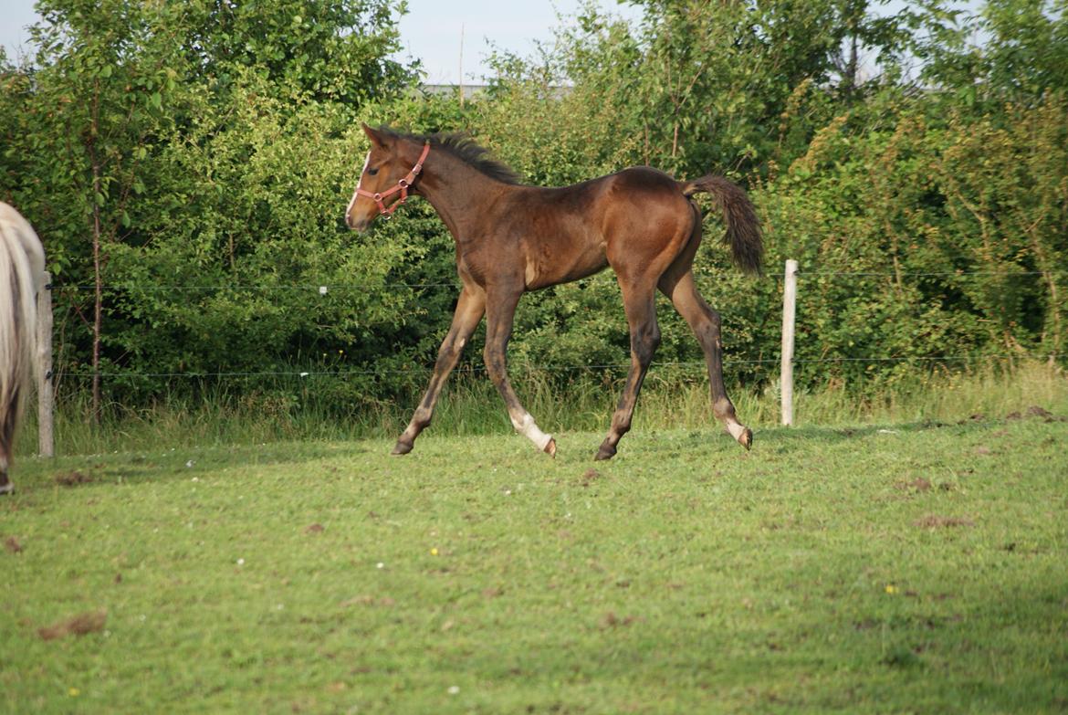 Dansk Varmblod Newfields Daddy Cool billede 14