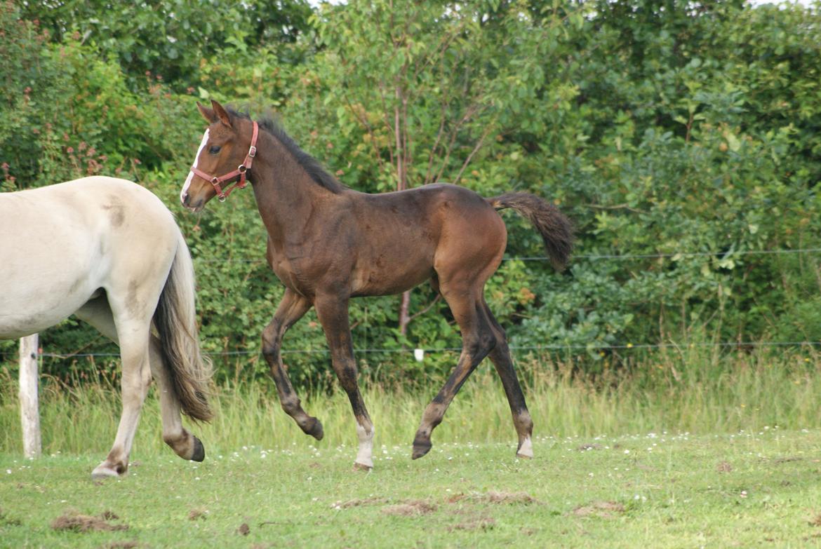 Dansk Varmblod Newfields Daddy Cool billede 15