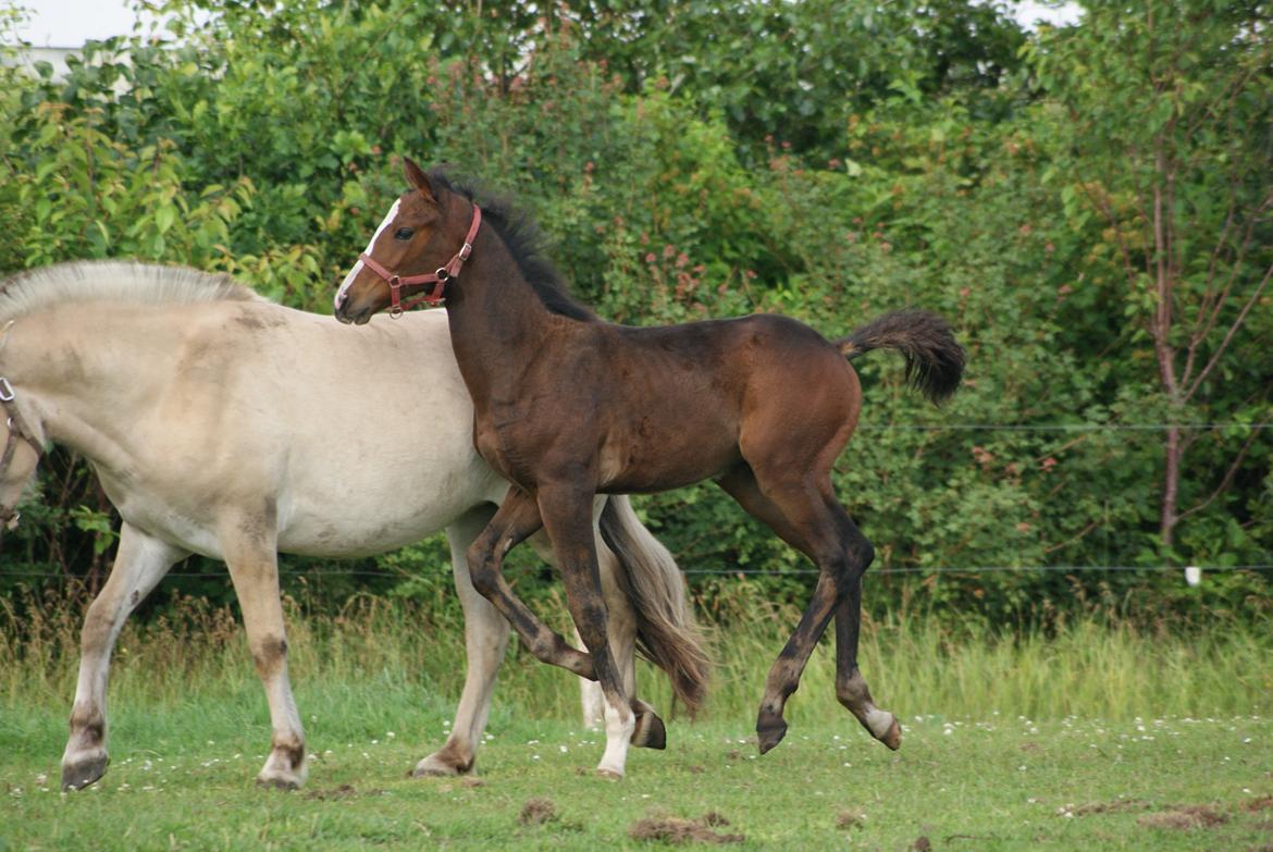 Dansk Varmblod Newfields Daddy Cool billede 16