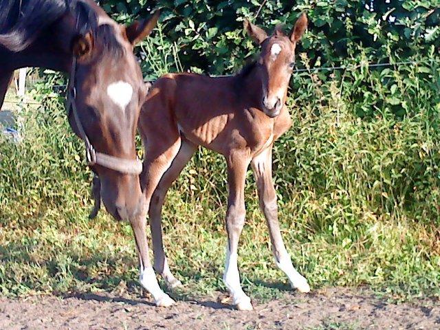 Dansk Varmblod Newfields Sir Winston - Jeg er ikke mere end et par timer gammel. billede 3