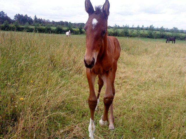 Dansk Varmblod Newfields Sir Winston billede 4