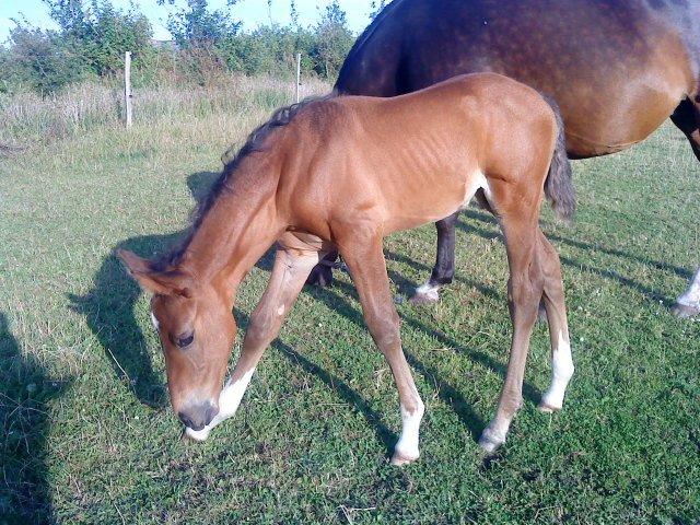 Dansk Varmblod Newfields Sir Winston billede 5