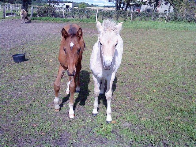 Dansk Varmblod Newfields Sir Winston - Mig og min bedste veninde. billede 2