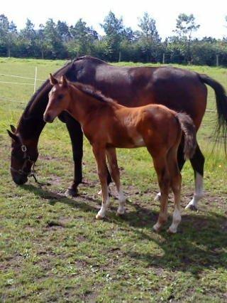 Dansk Varmblod Newfields Sir Winston billede 1