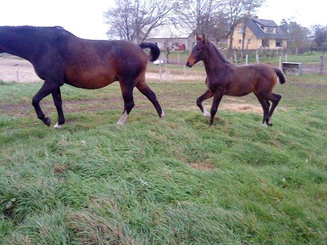 Dansk Varmblod Newfields Sir Winston billede 6