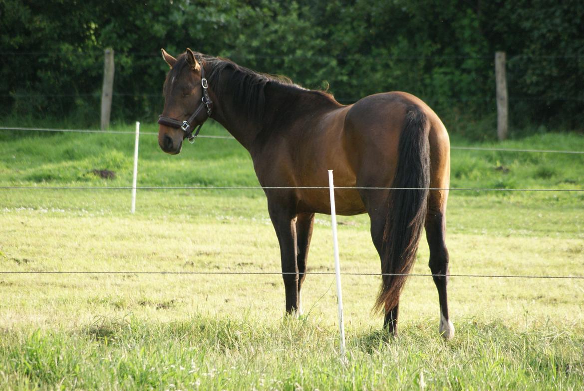 Dansk Varmblod Newfields Sir Winston - Mig som 2 årig billede 7