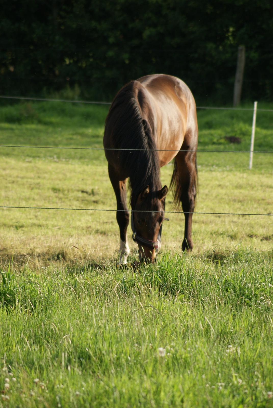 Dansk Varmblod Newfields Sir Winston billede 8