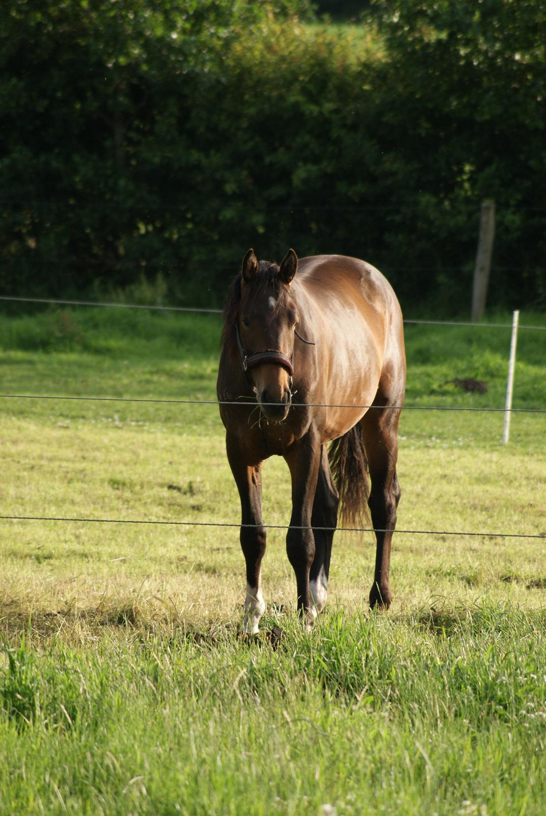 Dansk Varmblod Newfields Sir Winston billede 9