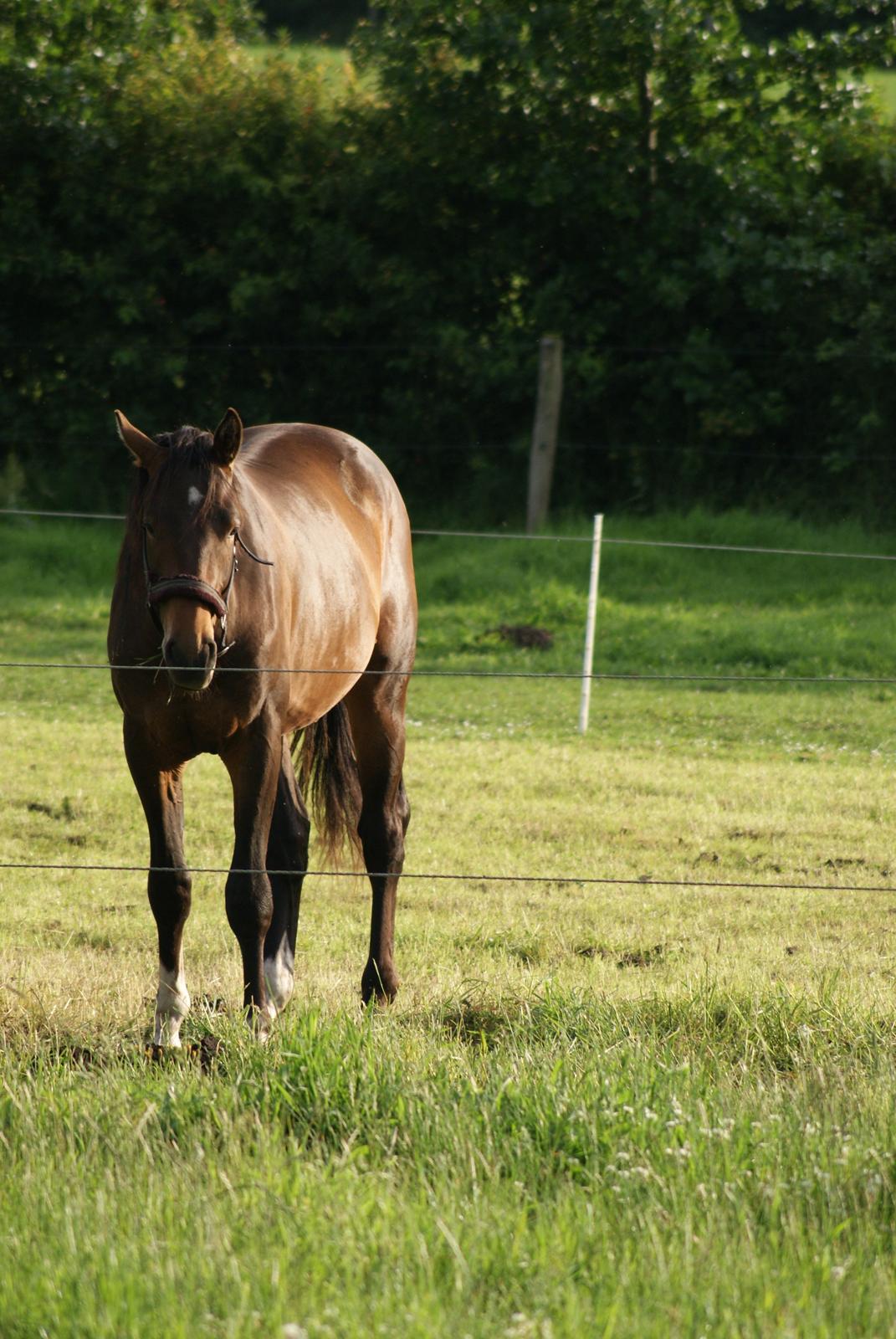 Dansk Varmblod Newfields Sir Winston billede 10