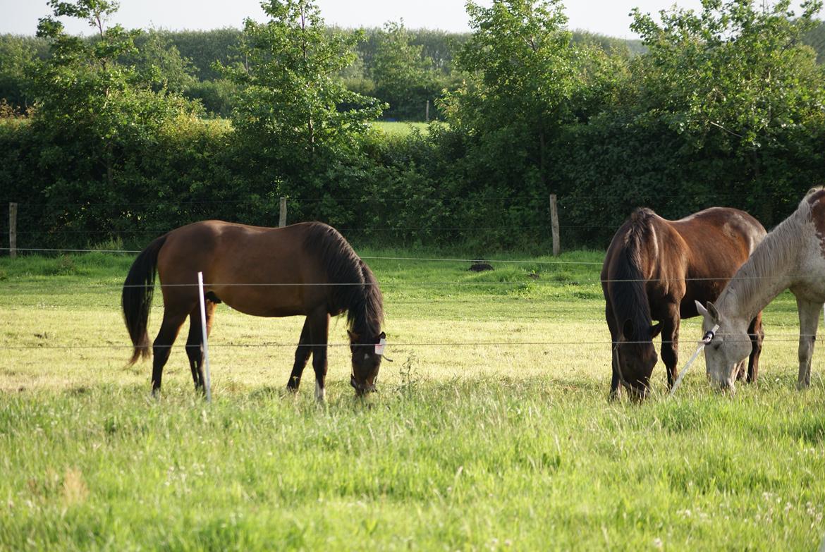 Dansk Varmblod Newfields Sir Winston billede 11