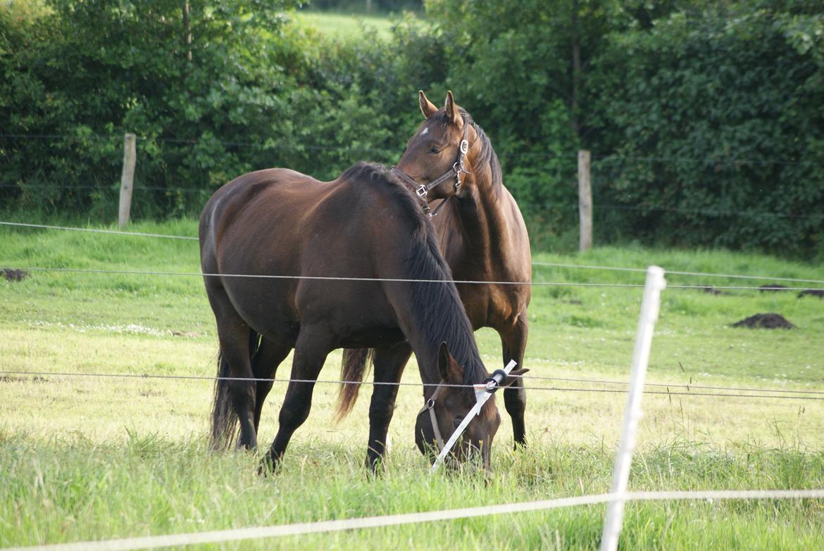 Dansk Varmblod Newfields Sir Winston - Jeg gemmer mig lige bag Ib billede 12