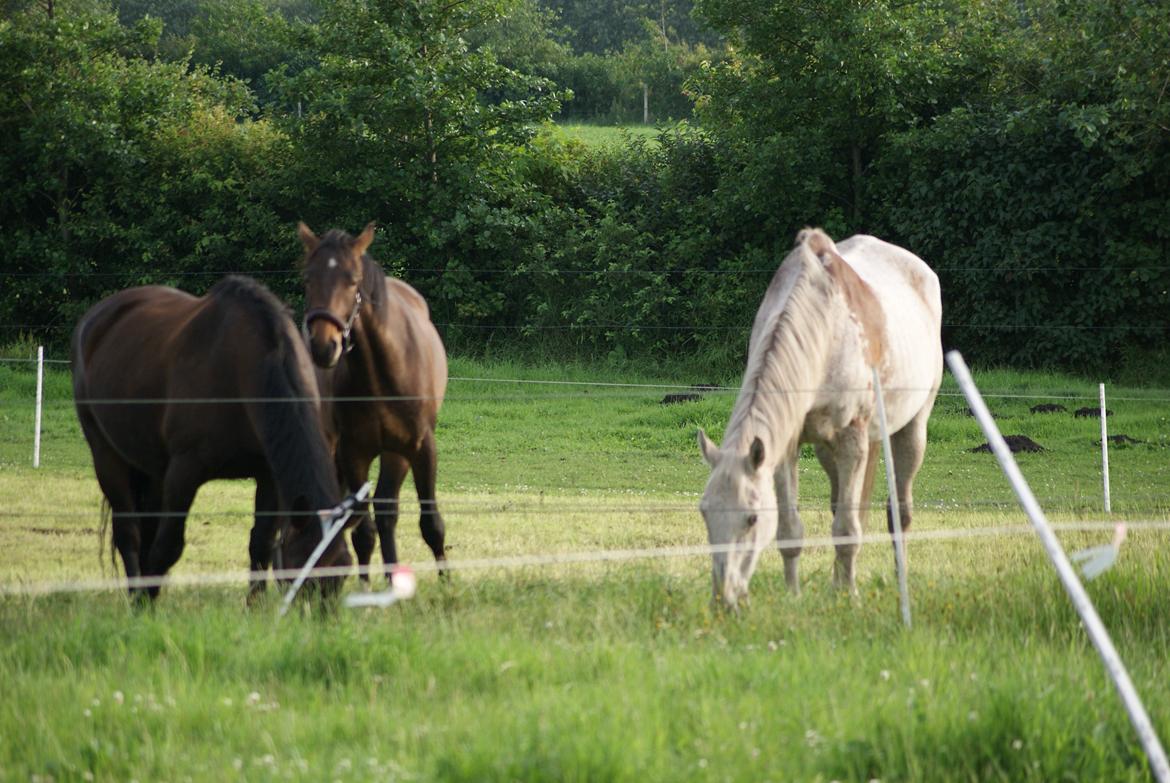 Dansk Varmblod Newfields Sir Winston billede 13
